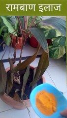 Crton plant leaves droop down/croton winter care./croton plant lost its leaves colour.colur