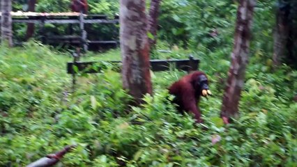 JELAGA DI PARU DUNIA - Urgensi Perpanjangan Moratorium Sawit