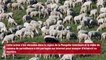 Chine : des moutons tournent mystérieusement en rond pendant 12 jours !