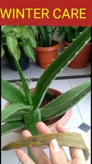 Aloe vera plant winter care.