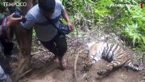 Tiga Harimau Sumatera Mati di Aceh Diduga Akibat Jeratan Babi