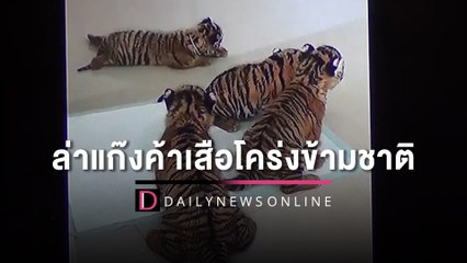 “ไทย-ลาว”จับมือ ล่าแก๊งค้าเสือโคร่งข้ามชาติ ตะลึงมีลูกเสืออีก20-30ตัว | HOTSHOT เดลินิวส์ 22/11/65