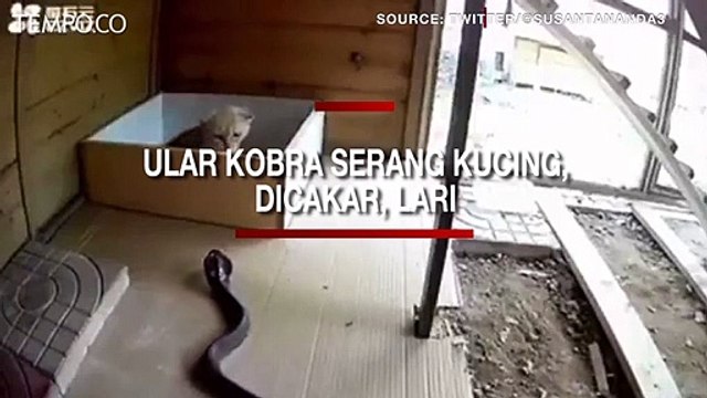 Video Viral, Ular Kobra Serang Kucing, Dicakar, Lari Menghilang