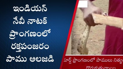 రక్తపింజర హల్ చల్... పరుగులు పెట్టిన జనాలు