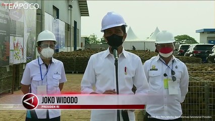 Presiden Jokowi Sebut Porang akan Jadi Makanan Masa Depan