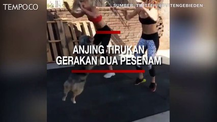 Video Viral, Anjing Berolahraga, Tirukan Gerakan Dua Gadis Pesenam