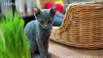 Mengenal Kucing Busok, Kucing Asli Indonesia Asal Madura