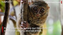 Mengenal Tarsius, Primata Terkecil di Dunia Asal Sulawesi