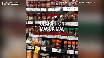 Viral, Ular Piton Masuk Mal, Menyeruak dari Rak di Antara Botol-botol