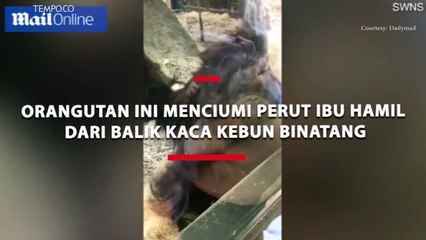 Gemes, Orangutan Menciumi Perut Ibu Hamil Dibalik Kaca