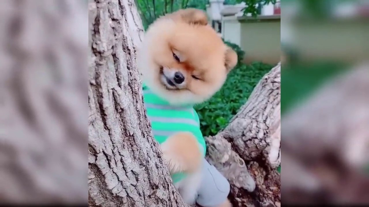 Baby Dogs Has Cute and Funny Moments