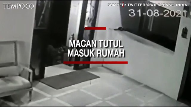 Macan Tutul Masuk Rumah, Mejelajahi Ruang Tamu dan Masuk Kamar