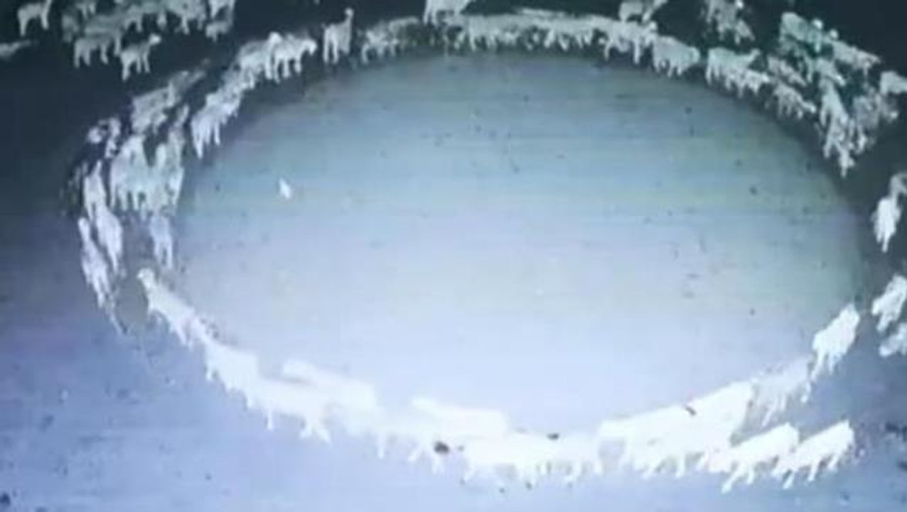 12 boyunca dönen koyunlarla ilgili bilim insanından dikkat çeken sözler! Gizem giderek çözülüyor
