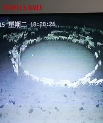 Des moutons tournent en rond sans raison depuis 12 jours