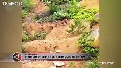 Скачать видео: Tiga Harimau Sumatera Kembali Muncul di Perkebunan Warga di Aceh