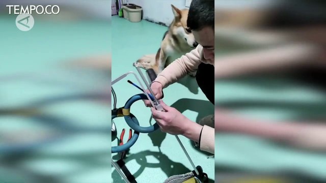Keceriaan Anjing Disabilitas Berlari Usai Diberi Kursi Roda