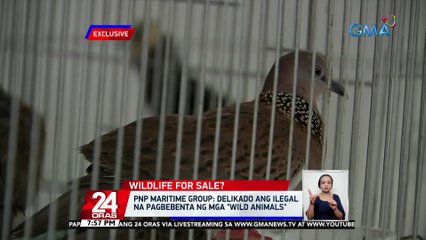 Ilang hayop na endangered daw o pababa ang bilang, nasagip; Pito, arestado | 24 Oras