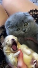 Cute  animals. cutest movement