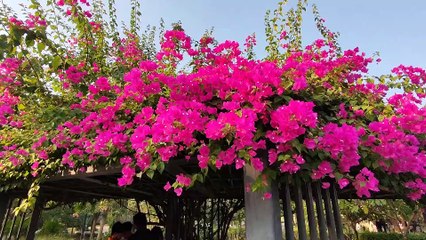 Riverfront Flower Park | रिवरफ्रंट फ्लावर पार्क | ફ્લાવર પાર્ક | Ahmedabad | Gujarat