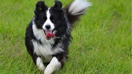 Shocked officers as lost dog hands itself into the police station (VIDEO)