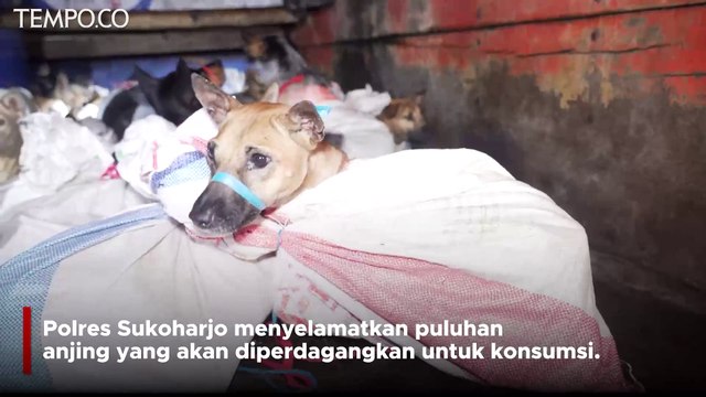 Polisi Selamatkan 53 Ekor Anjing dari Pedagang Daging