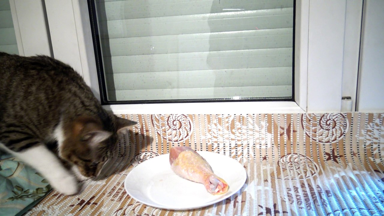 A Leg for the Cat