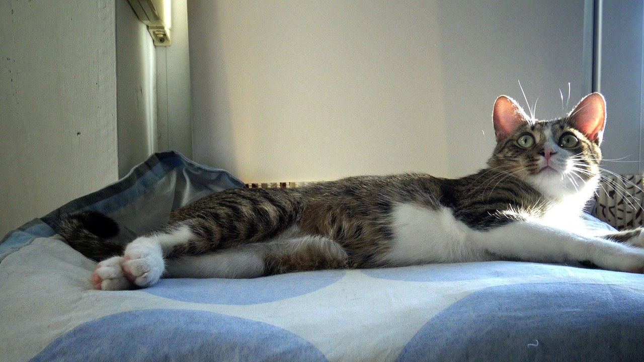 Kitten Stretches His Toe Beans