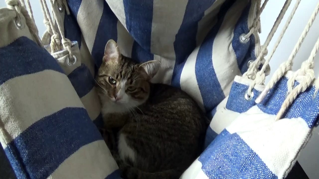 Poor Kitten Is Cold