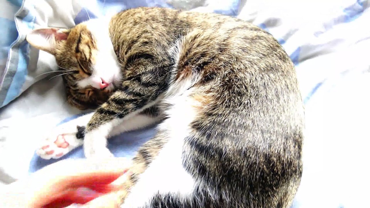 Tickling the Cat Belly