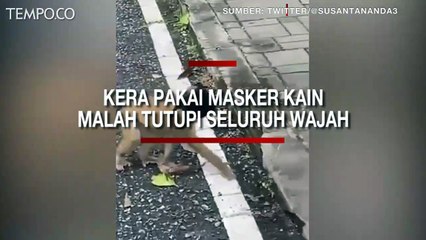 Viral, Temukan Masker Kain, Kera Ini Coba Pakai tapi Justru Menutupi Seluruh Wajahnya