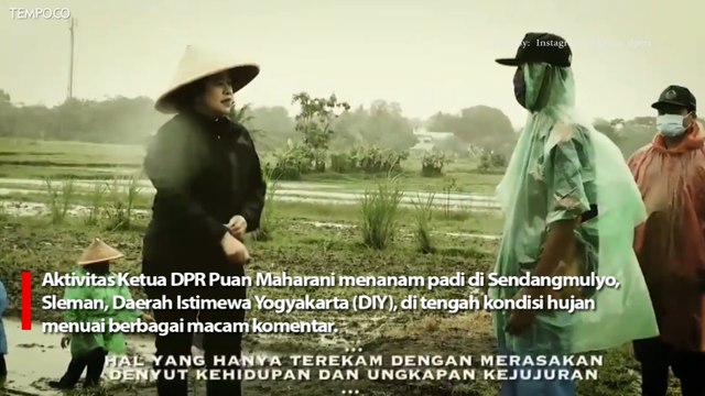 Susi Pudjiastuti Sindir Puan Maharani Tanam Padi saat Hujan