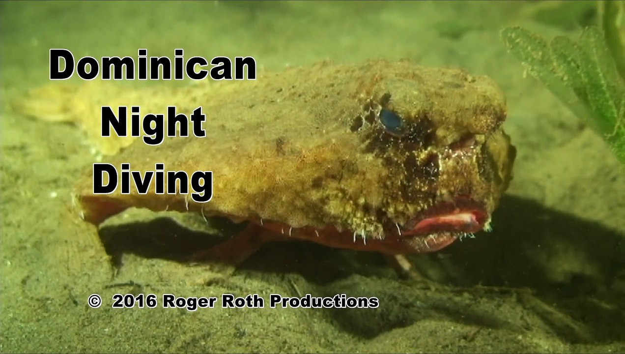 Dominican Night Diving