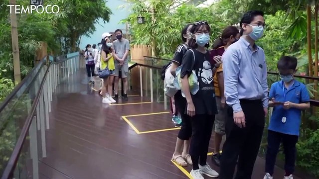 Bayi Panda Pertama yang Lahir di Singapura, Tampil Perdana di Depan Umum