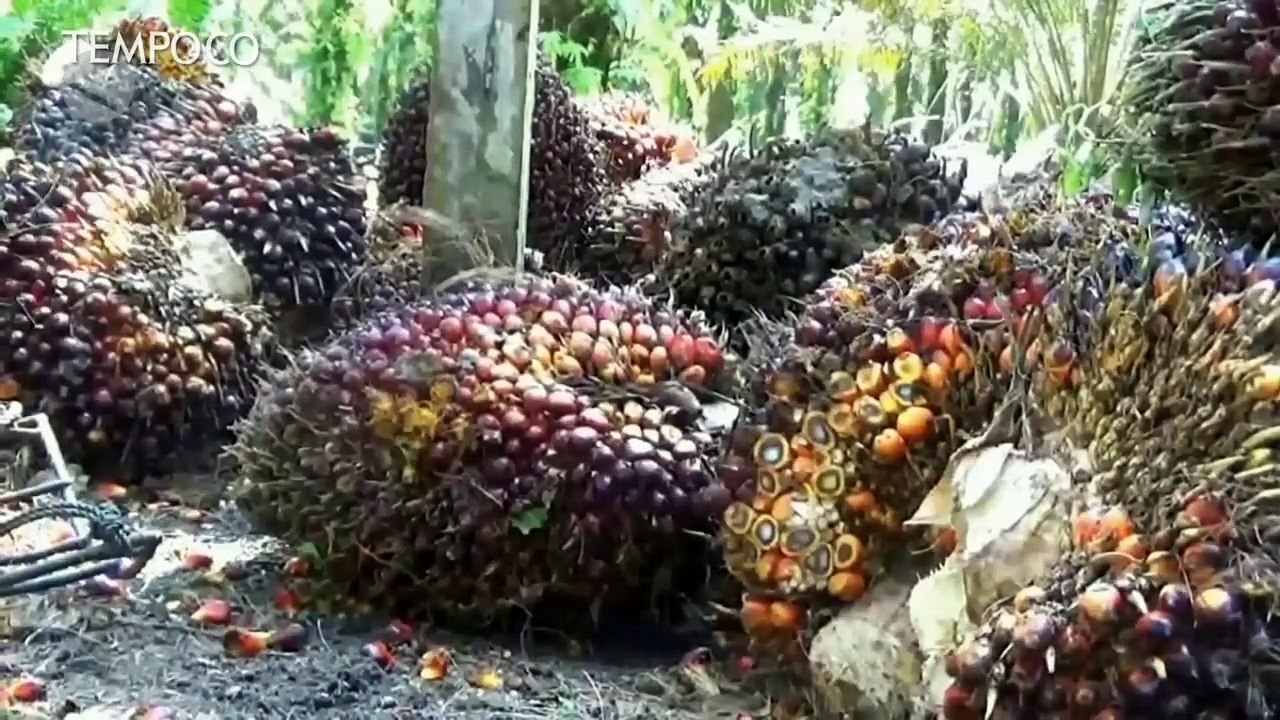 Presiden Jokowi Cabut Ribuan Izin Usaha Tambang, Kehutanan dan Perkebunan