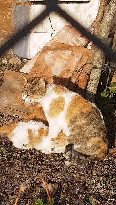 The kittens are drinking its mother's milk