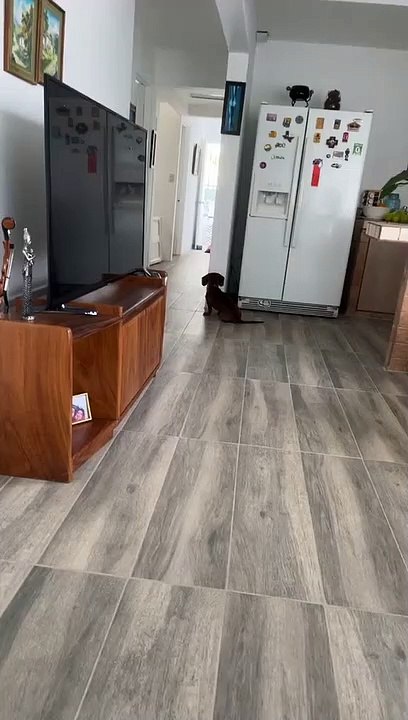 Deux chiens jouent à cache-cache