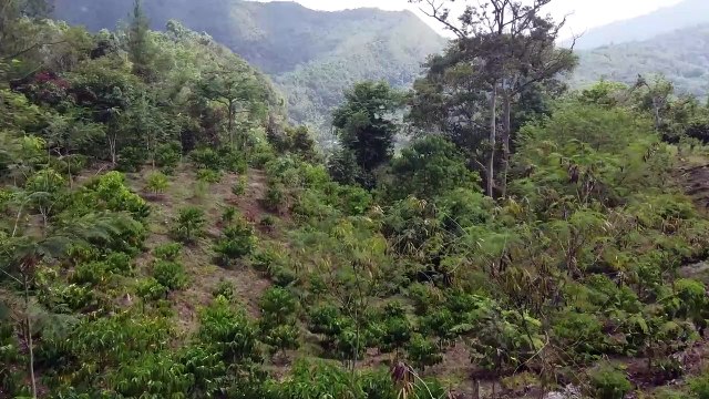 Kebun Kopi Robusta Unggulan Kota Sawahlunto | Jelajah Negeri - Ekspedisi Kopi Nusantara
