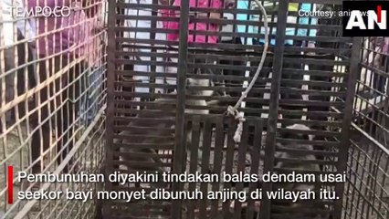 Balas Dendam Bayinya Dibunuh, Dua Monyet Bunuh 250 Anak Anjing di India