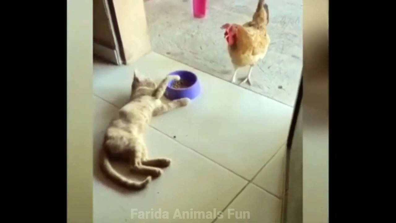 Top Videos of Funny Animals 16