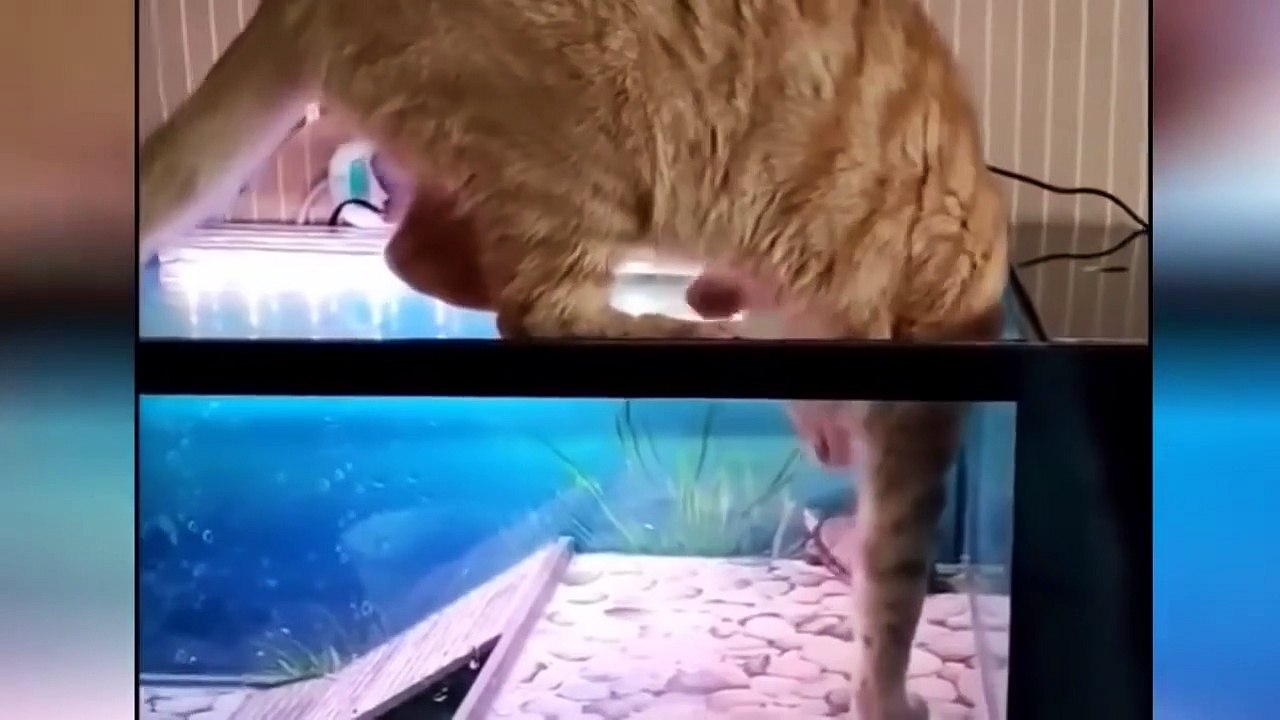 adorable cat behavior, very funny, make laugh without stopping.