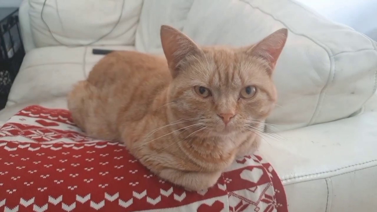 Cute Cat