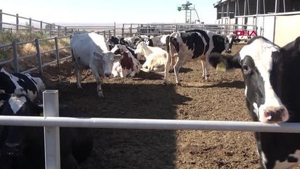 VETERİNER HEKİMİN HAYALİ DEVLET DESTEĞİ İLE GERÇEK OLDU