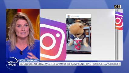 Vos animaux : La course au buzz avec les animaux de compagnie, une pratique dangereuse !