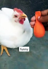 Funny chiken