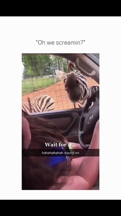 Zebra Screaming
