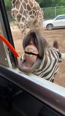 Funny Zebra laughing and eating