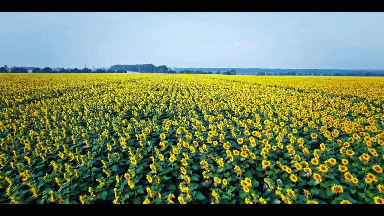 Nature Morning Meditation Relaxing Music Peaceful Relaxing Music Relaxation Film