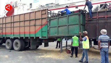 1.786 Ekor Sapi Impor Australia Tiba di Pelabuhan Belawan