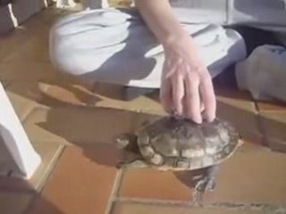 Dancing Turtle