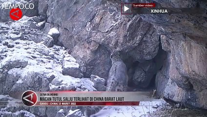 Baru-baru Ini Tampak Macan Tutul Salju di Cina Barat Laut